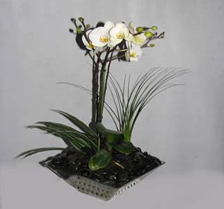 ORQUIDEA PARAISO