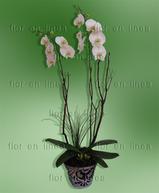 Orquidea Especial 05