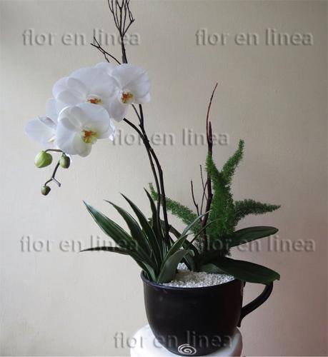 Orquidea Especial 07