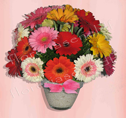 Gerberas Multicolor