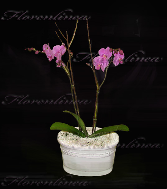 Orquidea VIP 01