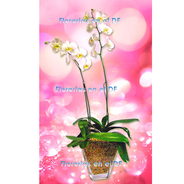 Orquidea VIP 05