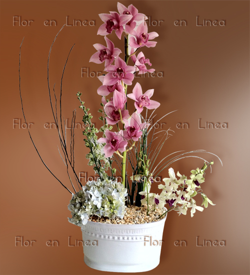 Orquidea VIP 06