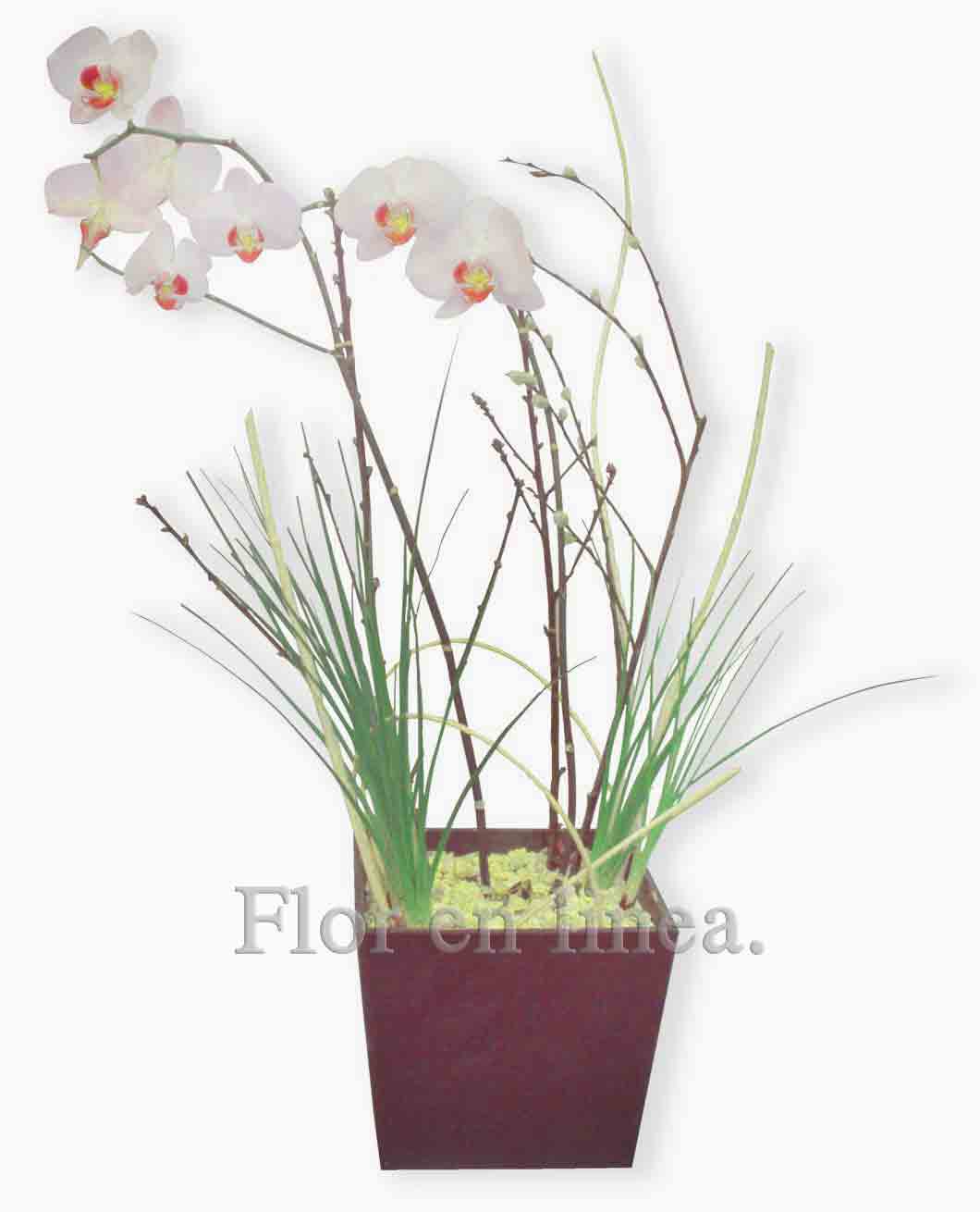 ORQUIDEA ESPECIAL 01