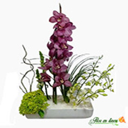 Orquidea VIP 09